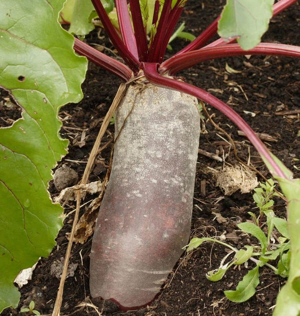 Cylindra beet seeds BT165