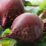 Red Ace Beet Seeds BT166 1