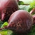 Red Ace Beet Seeds BT166 1