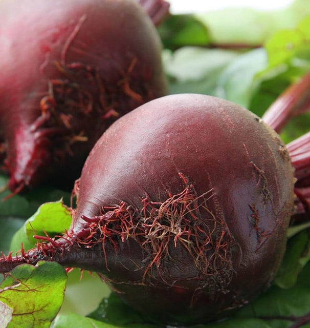 Red Ace Beet Seeds BT166 1