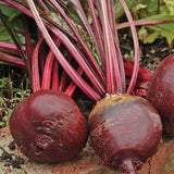 Red Ace Beet Seeds BT166 2