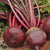 Red Ace Beet Seeds BT166 2