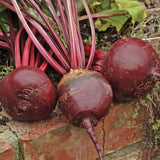 Red Ace Beet Seeds BT166 3