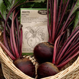 Red Ace Beet Seeds BT166 4