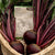 Red Ace Beet Seeds BT166 4
