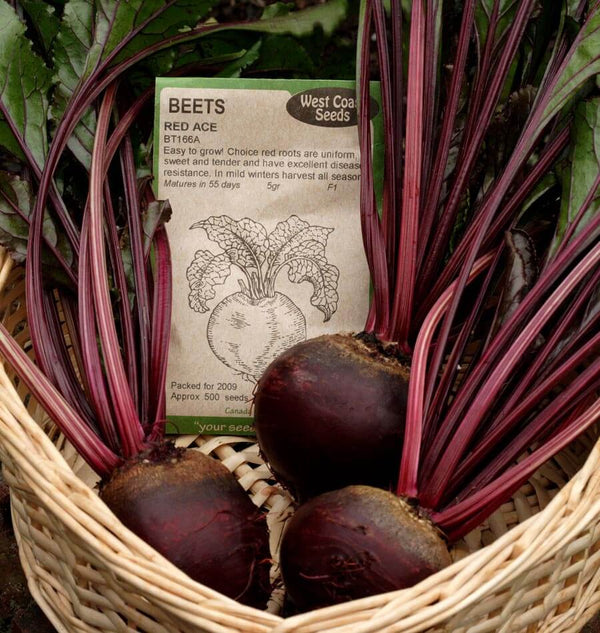 Red Ace Beet Seeds BT166 4