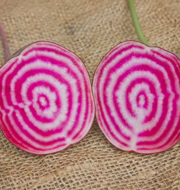 Chioggia Organic Beet Seeds BT169-1