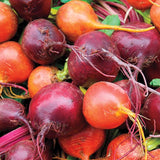 Beet Blend Beet Seeds BT171 1