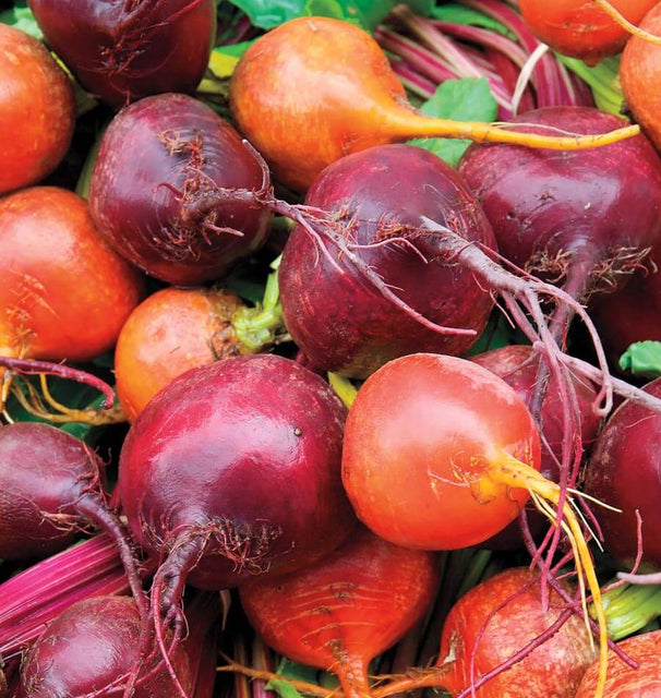 Beet Blend Beet Seeds BT171 1