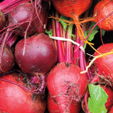 Beet Blend Beet Seeds BT171 2