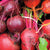 Beet Blend Beet Seeds BT171 2