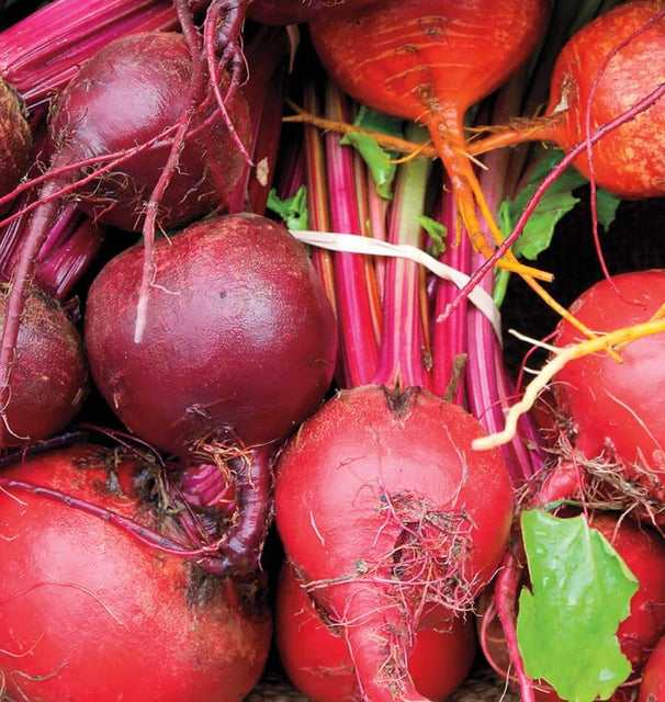 Beet Blend Beet Seeds BT171 2