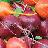 Beet Blend Beet Seeds BT171 3
