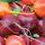 Beet Blend Beet Seeds BT171 3