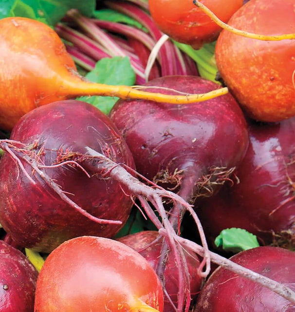 Beet Multi Beet Blend Beet Seeds – West Coast Seeds