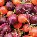 Beet Blend Beet Seeds BT171 4