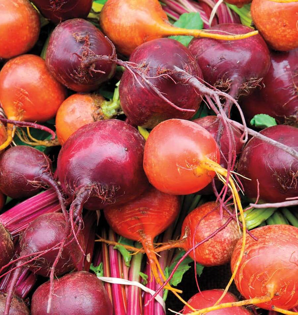 Beet Blend Beet Seeds BT171 4