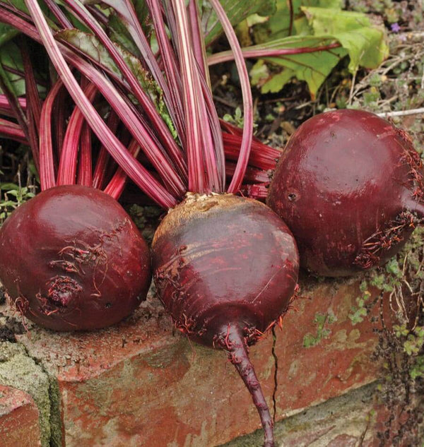 Red Ace Organic Beet Seeds BT173 3