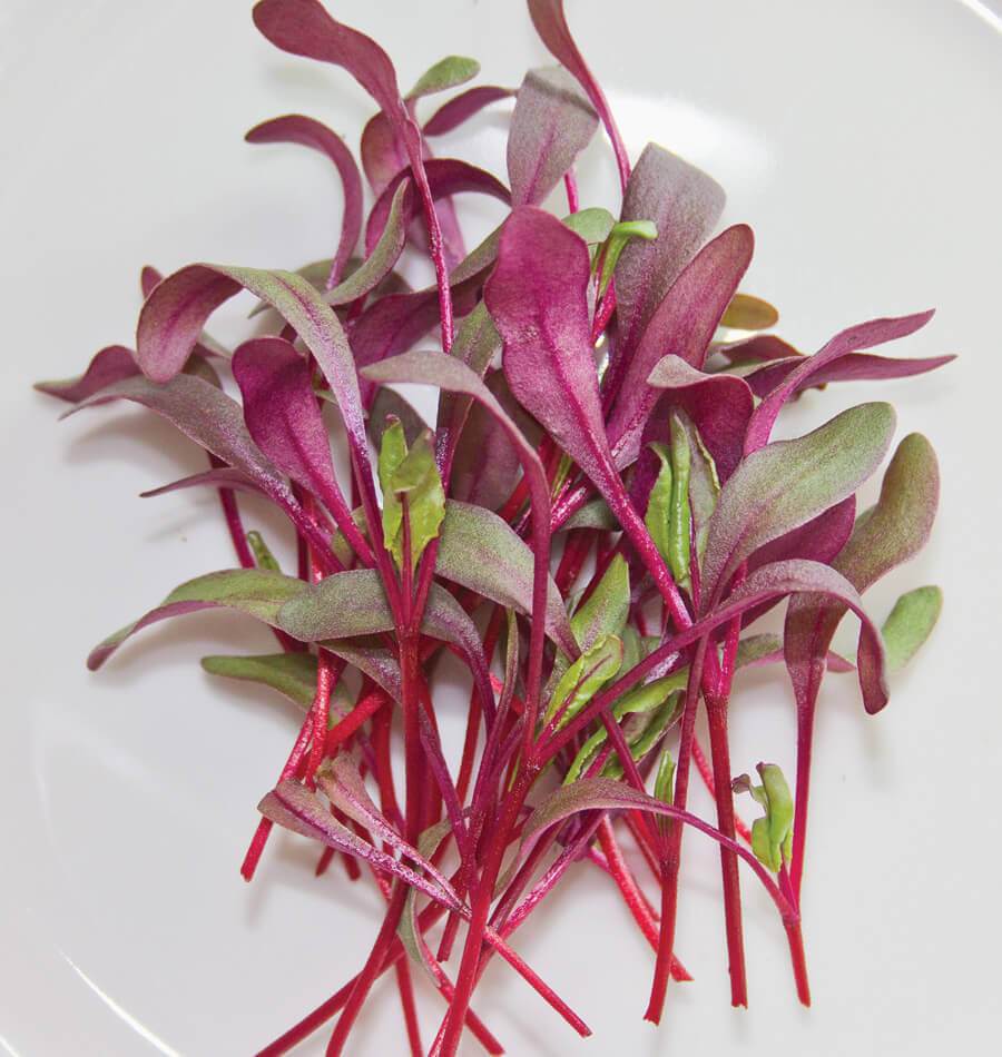 Organic Red Beetroot Sprouting Seeds Organic Red Beetroot Sprouting Seeds