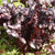 Bull's Blood Beet Seeds BT175