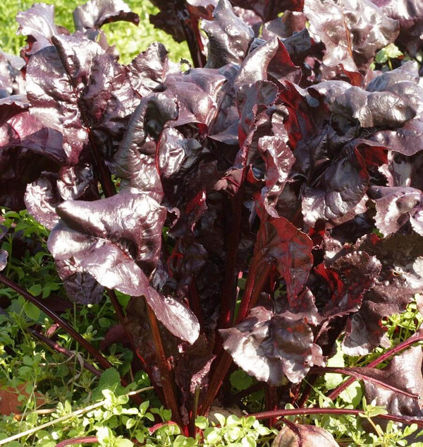 Bull's Blood Beet Seeds BT175