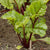 Merlin Organic