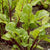 Merlin Organic