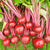 Merlin Organic Beet Seedcs BN177
