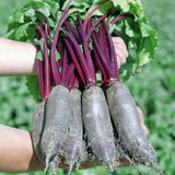 Taunus Beet Seeds