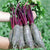 Taunus Beet Seeds