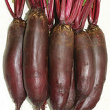 Taunus F1 Beet Seeds