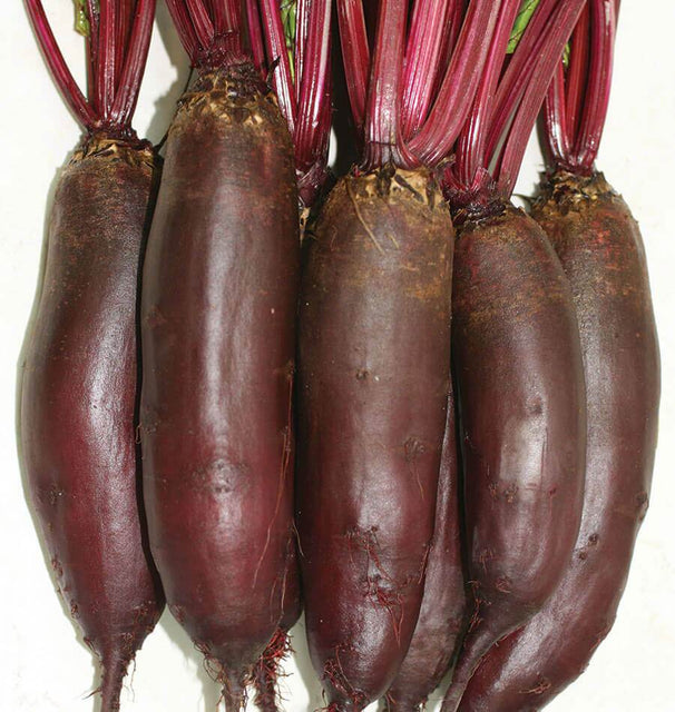 Taunus F1 Beet Seeds