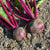 Subeto F1 Organic