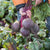 Subeto F1 Organic