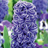 Hyacinth Rembrandt 4/pk