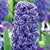 Hyacinth Rembrandt 4/pk