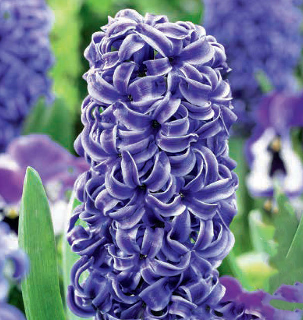 Hyacinth Rembrandt 4/pk