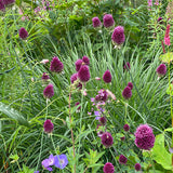 Allium Drumstick  30/pk