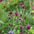 Allium Drumstick  30/pk