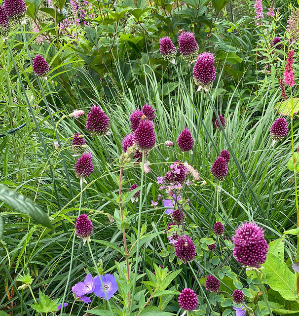 Allium Drumstick  30/pk