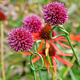 Allium Drumstick  30/pk