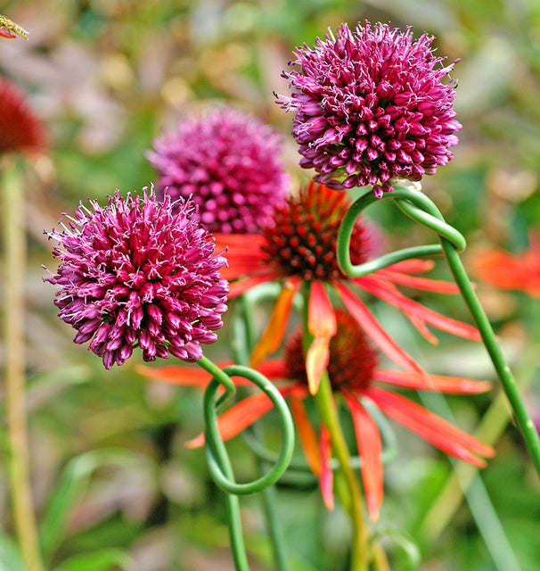 Allium Drumstick  30/pk