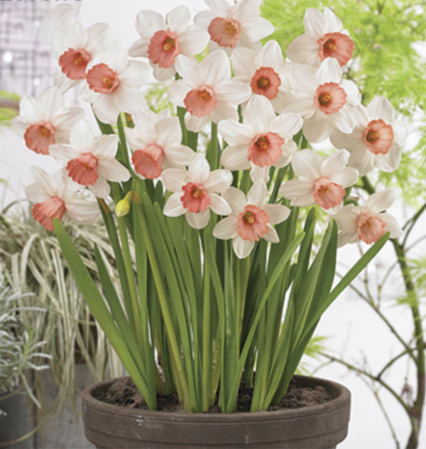 Narcissus Iwona 5/pk