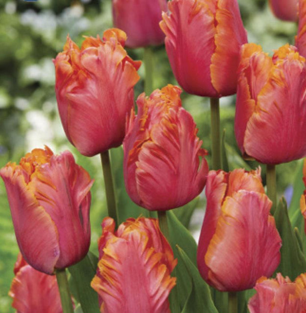 Tulip Amazing Parrot 6/pk