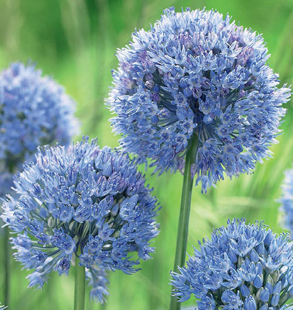 Allium Azureum 10/pk