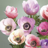 Anemone Carmel Pastel Mix 5/pk