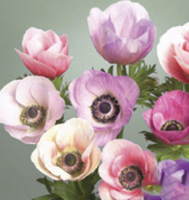 Anemone Carmel Pastel Mix 5/pk