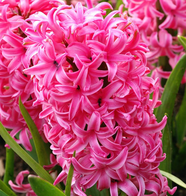 Pink Pearl Hyacinth