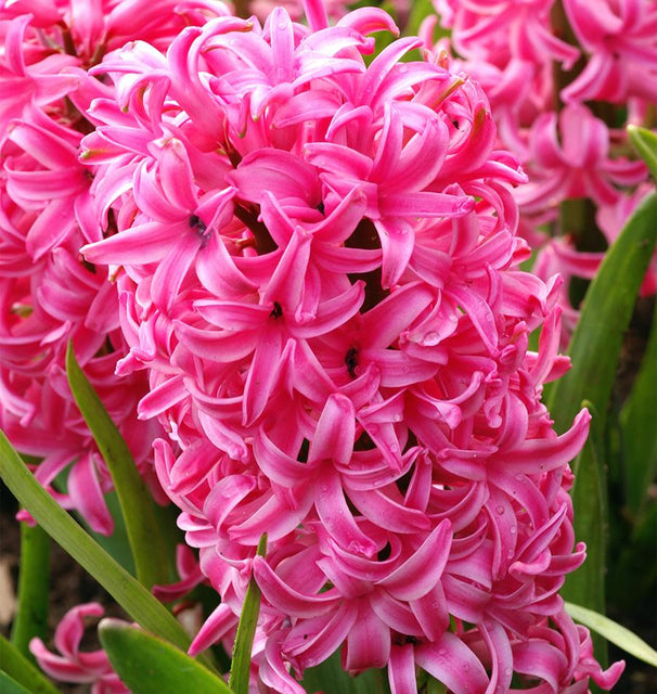 Pink Pearl Hyacinth