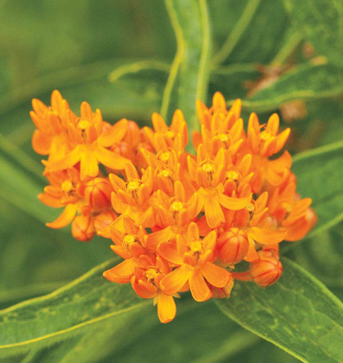 Butterfly Bush Bulbs BU240-1
